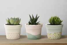 Minim Perawatan, Ini 8 Pilihan Tanaman Hias Mini yang Cocok untuk Dekorasi Indoor di Ruang Tamu Tampak Estetik