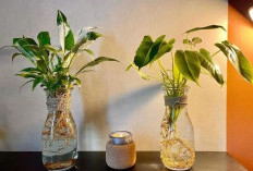 Dekorasi Cantik Penuh Manfaat, 7 Tanaman Hias Hidroponik Pembersih Udara, Bikin Ruangan Estetik & Makin Segar