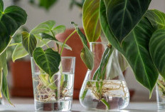 Minimalis, Pakai Vas Botol, Ini 5 Tanaman Hias Indoor yang Tidak Mudah Kotor dan Minim Perawatannya