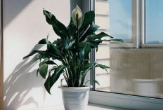 Air Purifier Alami yang Bisa Usir Energi Negatif, Ini 7 Tanaman Hias Pembersih Udara Ruangan Pembawa Kesehatan