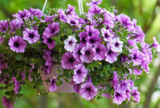 Mudah Dirawat, Ini 5 Rekomendasi Tanaman Hias Gantung yang Bisa Tingkatkan Kualitas Oksigen di Rumah