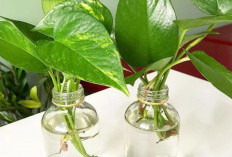 Pilihan 5 Tanaman Hias Hidroponik Hemat Tempat di Dalam Ruangan, Solusi Cantik Bawa Rezeki dan Energi Positif