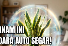 Daftar Tanaman Pembersih Udara di Dalam Ruangan, Nomor Satu Wajib Punya!