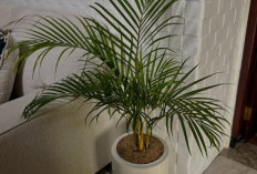 Bikin Rumah Sejuk & Segar, Ini 5 Tanaman Hias Penyejuk Ruangan Alami yang Ideal untuk Dekorasi Indoor