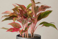 Bikin Kesan Rumah Lebih Asri, dengan 5 Tanaman Hias Depan Rumah yang Dipercaya Pembawa Keberuntungan