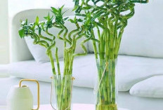 Pembawa Kekayaan, 4 Tanaman Hias Pembawa Kemakmuran dan Keberuntungan ini Bisa Jadi Dekorasi Rumah Estetik