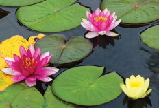 Biar Lebih Hoki Setiap Hari, 5 Tanaman Hias Depan Rumah yang Dipercaya Menarik Energi Positif dan Ketenangan