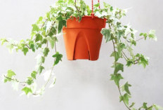 5 Tanaman Gantung yang Cocok untuk Dekorasi Minimalis, Bikin Hunian Estetik & Gak Makan Tempat