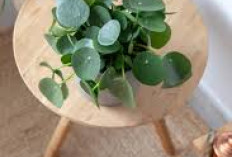 5 Tanaman Indoor Minimalis yang Bikin Rumah Lebih Modern & Elegan, Cocok buat Dekorasi Ruang Tamu