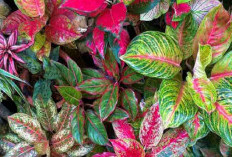 Pilihan 10 Tanaman Indoor Pembawa Hoki Menurut Feng Shui, Usir Energi Negatif dan Datangkan Kekayaan