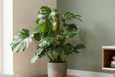 Dijamin Tamu Makin Betah Jika Merawat 4 Tanaman Hias Untuk di Ruang Tamu Ini! Simak Daftarnya