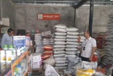 Pupuk Subsidi MT II 2026 di Majalengka Aman, Petani Diminta Percepat Tanam Hadapi Ancaman El Nino