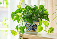 Tambah Keberuntungan, Berikut 6 Rekomendasi Tanaman Hias Pembawa Rezeki yang Estetik Untuk Interior Rumah