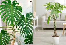 Dua Tanaman Hias Pembawa Rezeki Untuk Ruang Tamu dan Dapur Bisa Kamu Rawat Sendiri di Rumah!