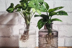 6 Jenis Tanaman Hias Hidroponik Terpopuler, Mudah Dirawat, Bisa Pakai Botol Bekas, Buat Rumah Jadi Segar