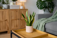 Rumah Segar Bebas Polusi! 10 Tanaman Hias Pembersih Udara Indoor Minim Cahaya dan Hidup di Ruangan Ber-AC