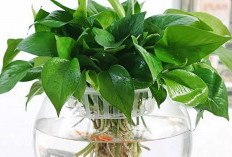 Perbaiki Oksigen di Rumah, Ini 5 Tanaman Hidroponik Indoor Pembersih Udara yang Wajib Dimiliki di Perkotaan