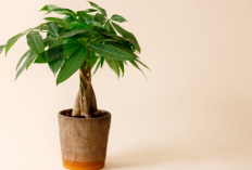 Mau Rezeki Mengalir Deras? Ini 7 Tanaman Hias yang Dipercaya Pembawa Keberkahan!