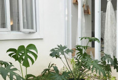 Bikin Hunian Makin Cantik Jelang Lebaran, Ini 5 Tanaman Hias Depan Rumah yang Estetik dan Elegan