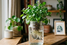 Udara Bersih Bikin Nyamuk Minggat, Berikut 6 Tanaman Hidroponik Indoor yang Paling Menyehatkan