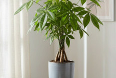 Rekomendasi 6 Tanaman Hias Pembawa Hoki Menurut Feng Shui, Sekaligus Bisa Basmi Udara Kotor dan Polusi