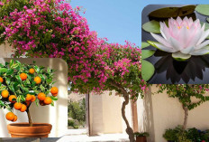 3 Tanaman Hias Pembawa Keberuntungan di Depan Rumah, Nomor 3 Khusus yang Punya Kolam!