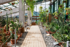 Apa Saja Tanaman Hias Bikin Hoki Terus? Inilah 15 Tanaman Hias yang Tidak Hanya Cantik Tetapi Juga Bawa Hoki!