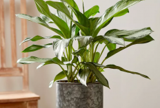 7 Tanaman Hias Pembawa Hoki Tahun 2026 untuk Dekorasi Interior, Letakan di Sudut Rumah Bisa Menarik Rezeki