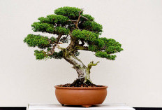 Bawa Energi Negatif hingga Merusak Keharmonisan, Ini 6 Tanaman Hias yang Tidak Cocok Diletakkan di Dalam Rumah