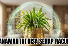 Daftar Tanaman Hias yang Bisa Menyerap Racun di Rumah, Minimal Wajib Punya Satu!