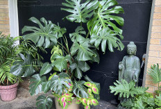 Auto Bikin Salfok! Ini 8 Tanaman Hias Estetik untuk Dekorasi Halaman Rumah Biar Makin Menarik