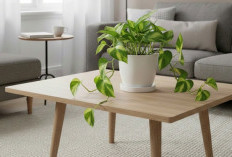 Hidupkan Aura Hunian dengan 6 Tanaman Hias Minimalis Indoor, Terbukti Bawa Banyak Kebaikan Termasuk Hoki