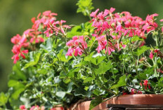 Tanaman Hias Pembawa Sial Ini Dilarang Untuk Ditaruh Depan Rumah, Nomor 3 Harus Hati-hati