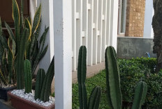 Paling Banyak Diburu, Ini 5 Tanaman Hias Outdoor Mudah Dirawat untuk Tampilan Depan Rumah Tampak Elegan & Asri