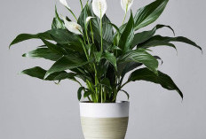 6 Tanaman Hias Indoor yang Bikin Rumah Lebih Sehat dan Segar, Bisa Bersihkan Udara Secara Alami!