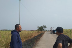 Tanaman Tebu 4 Hektare Diduga Dirusak, Penggarap di Majalengka Rugi Rp300 Juta