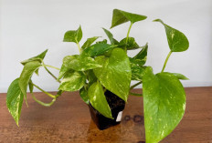 Interior Jadi Estetik dan Rumah Lebih Sehat, Ini 7 Tanaman Hias Pembersih Udara yang Tahan Cahaya Minim