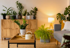 Rumah Minimalis Terlihat Mewah dengan Tanaman Indoor Estetik dan Populer yang Mudah Dirawat Ini