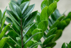 Wajib ada di Ruang Tamu, ini 8 Tanaman Indoor Minimalis yang Minim Perawatan Namun Elegan Maksimal