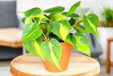 Wajib Punya! 5 Tanaman Hias Indoor yang Menjaga Kelembapan & Kualitas Udara Agar Rumah Segar & Tidak Pengap