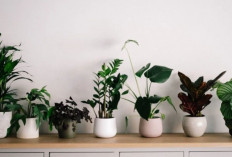 Rumah Lebih Sejuk dan Segar Tanpa Alat Mahal, Ini 5 Tanaman Indoor Pembersih Udara Beserta Perawatannya