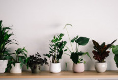 Bawa Hoki Bagi Pemilik, Berikut 5 Tanaman Pembawa Rezeki di Dalam Rumah yang Murah dan Minim Perawatan