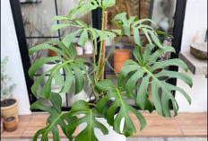 Hunian Tampak Elegan & Instagramable! Ini 5 Tanaman Hias Estetik untuk Percantik Area Depan Rumah