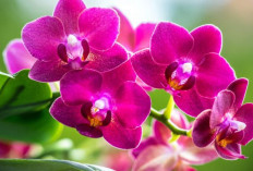 6 Tanaman Pembawa Rezeki Menurut Islam dengan Makna Spiritual, Manfaat dan Keberkahan Hidup