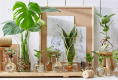 Tanaman Hias Tanpa Media Tanah? 5 Tanaman Hias Hidroponik Ini Bisa Tetap Hidup Cantik Loh 