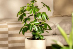 7 Macam Tanaman Indoor Pembawa Rezeki Dalam Kepercayaan Feng Shui, Nomor 7 Bisa Bikin Interior Makin Estetik