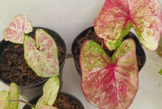 Wajib Punya! 5 Tanaman Pembawa Keberuntungan Dalam Ruangan yang Bikin Rezeki Mengalir Lancar