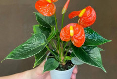 10 Tanaman Hias Minimalis untuk di Dalam Rumah, Bikin Hunian Estetik Tanpa Makan Tempat