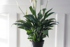 Simbol Kemakmuran & Penuh Energi Positif, 5 Tanaman Hias Indoor Pembawa Hoki yang Cocok di Ruang Tamu