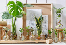 Tanaman Hias Hidroponik Paling Cocok Untuk Pemula! Tanpa Media Tanah dan Mudah Dirawat